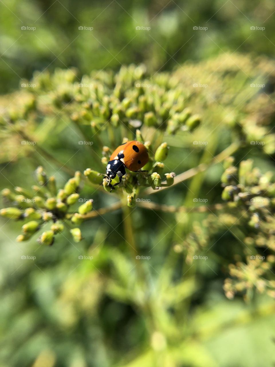 Ladybug