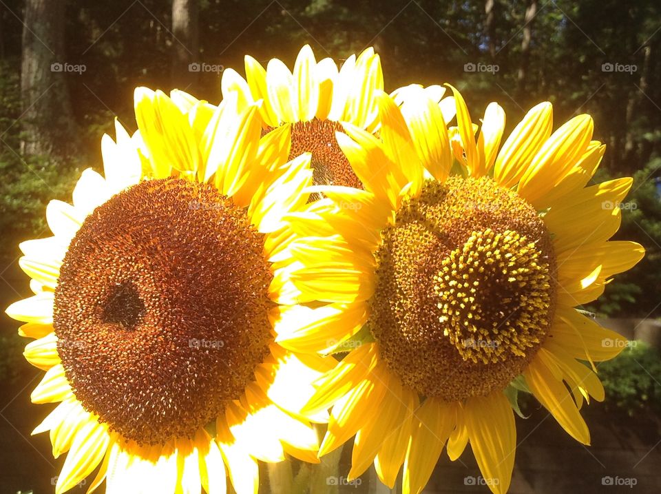 A close up of a beautiful sunflower.