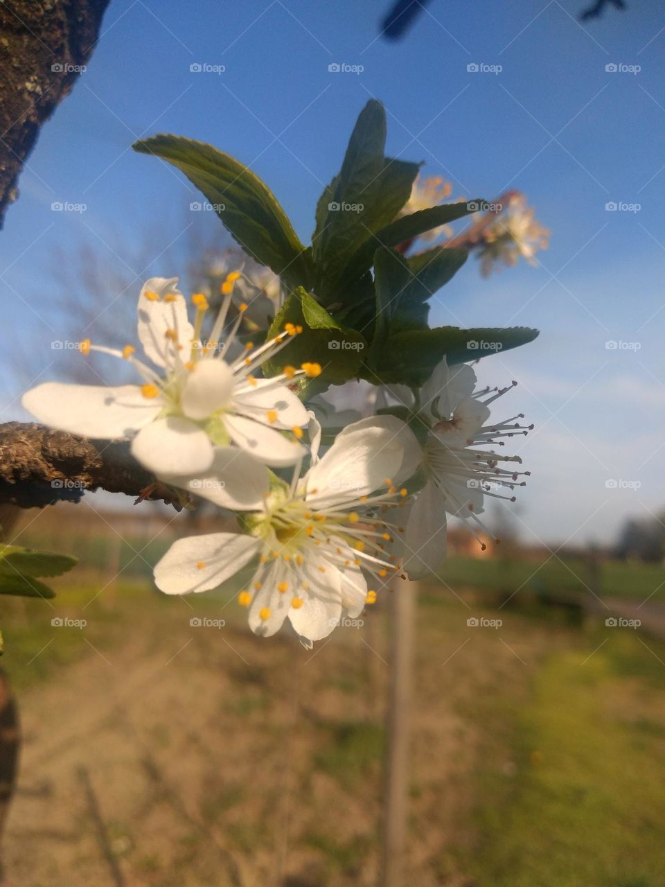 Plum in bloom