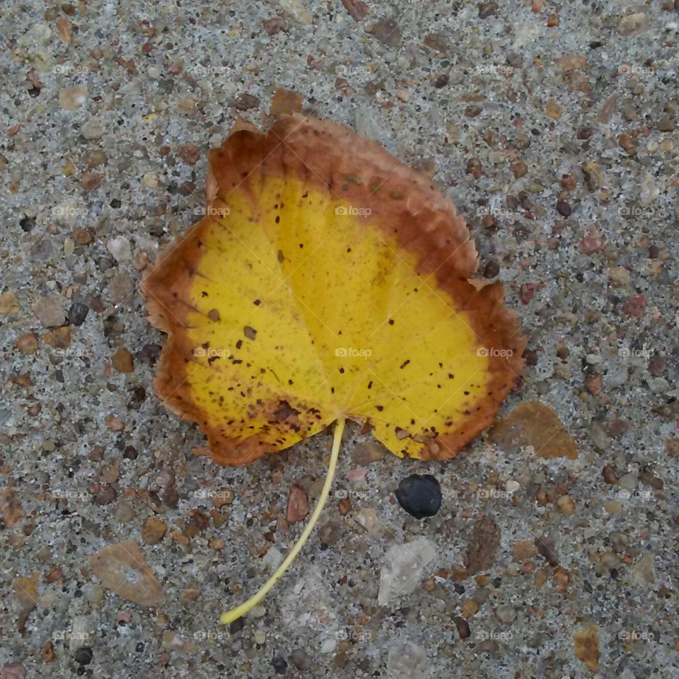 Leaf