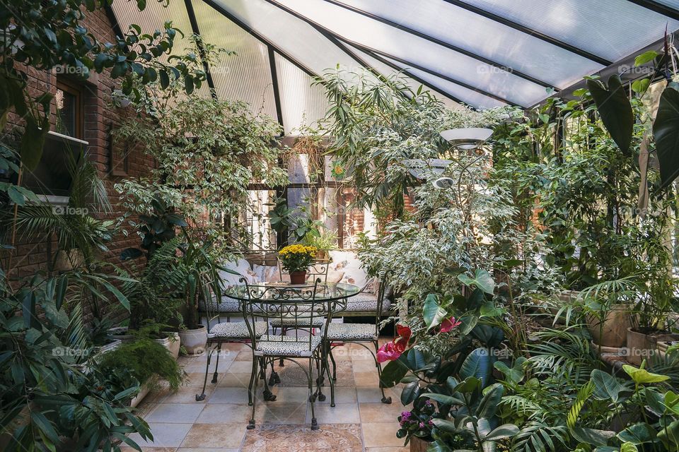 Interior of winter garden with yellow chrysanthemums on the table.