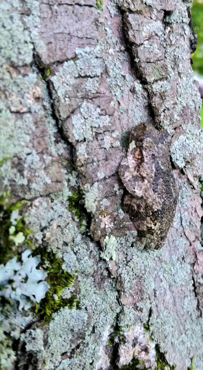 Frog on Tree