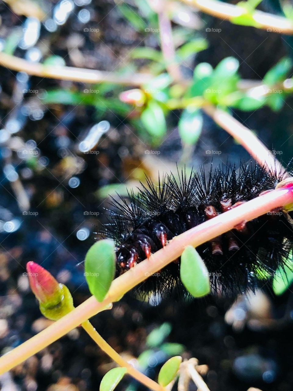 Caterpillar Portrait