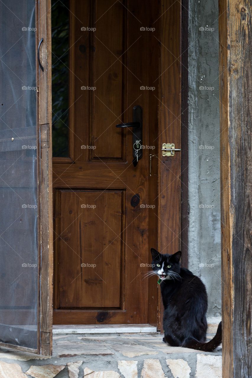 A black cat with white spots and a moustache in front of a house door