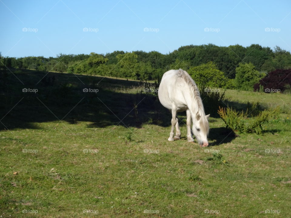 beautiful pony