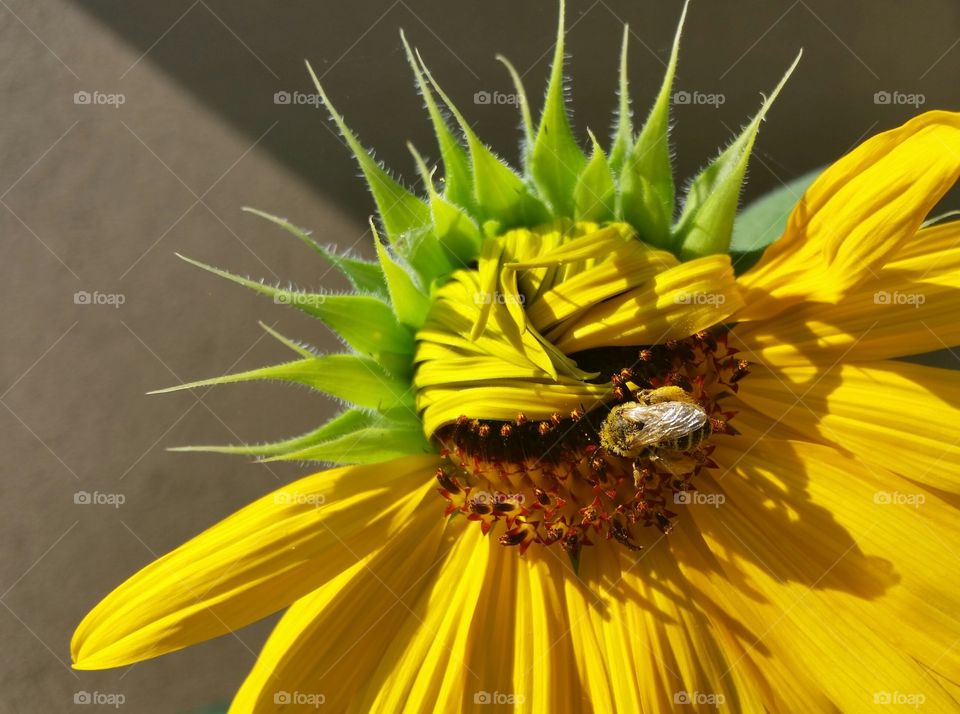Honeybee collecting pollen from half open sunflower.