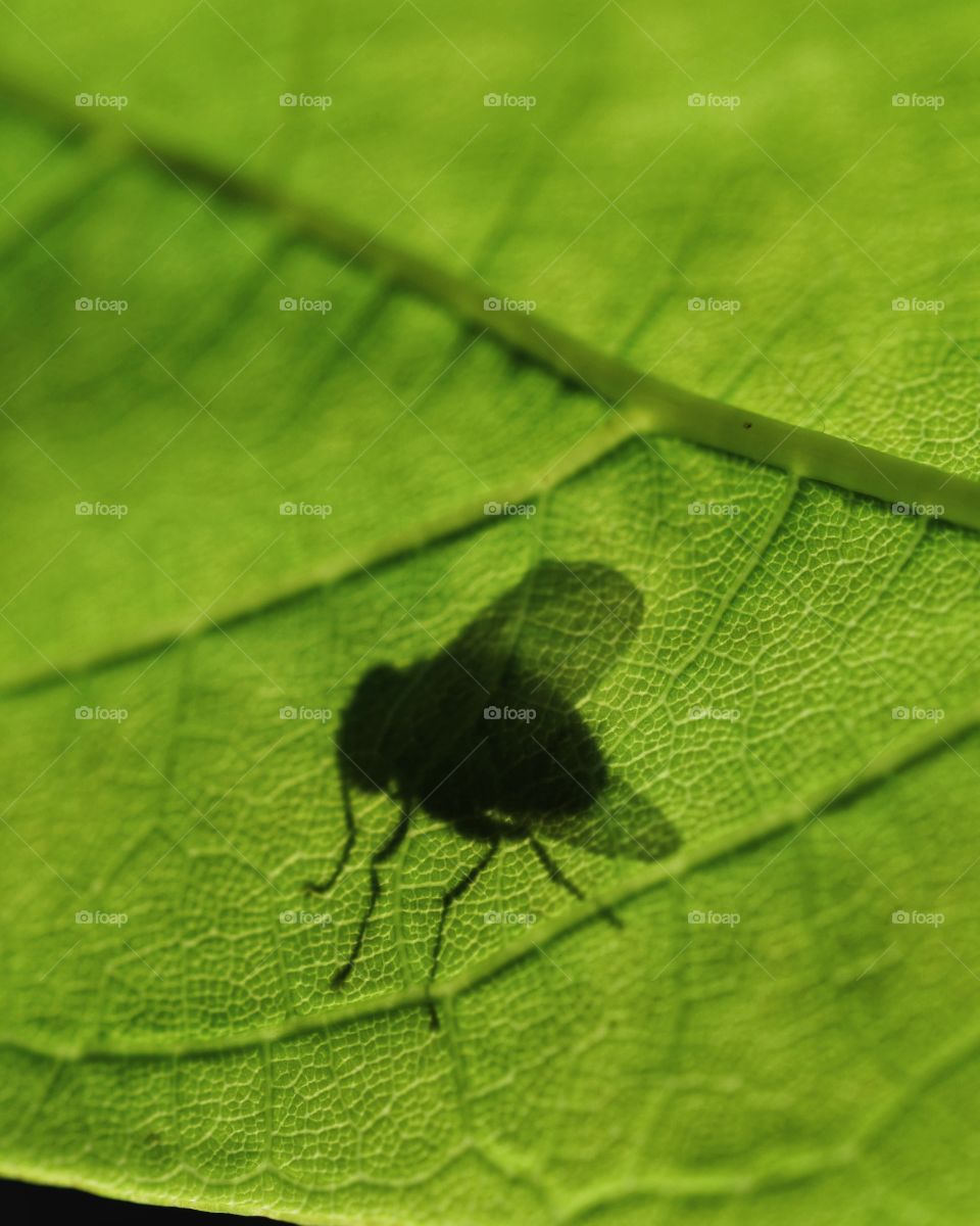 Shadow of a fly on leaf