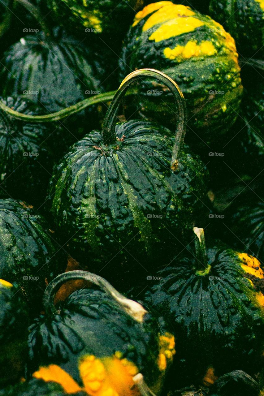 Fall harvest produces these beautiful coloured and textured gourds for decorating my table, my porch everywhere! These gourds were freshly picked and put on proud display at a local farm barely 10 minutes from my house. 