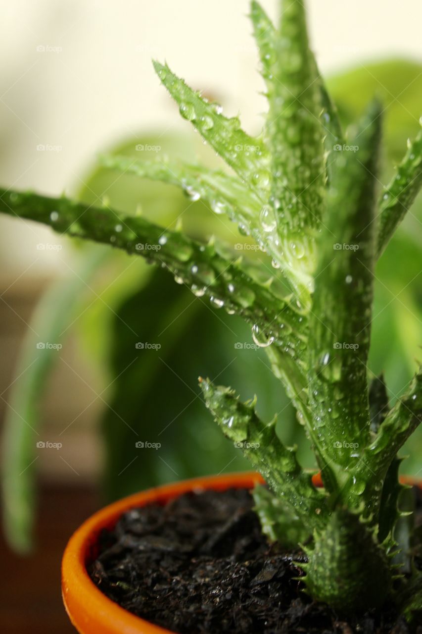 Cactus wet with raindrops