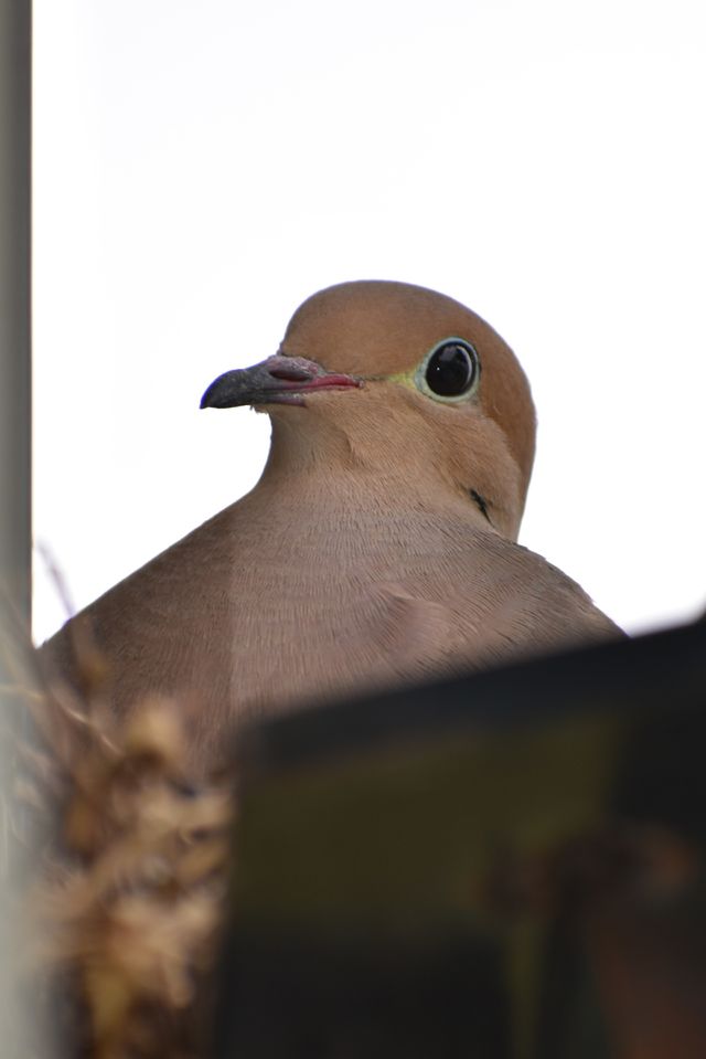 bird