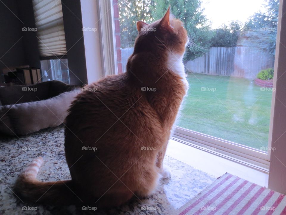 Orange tabby Cat looking outside 