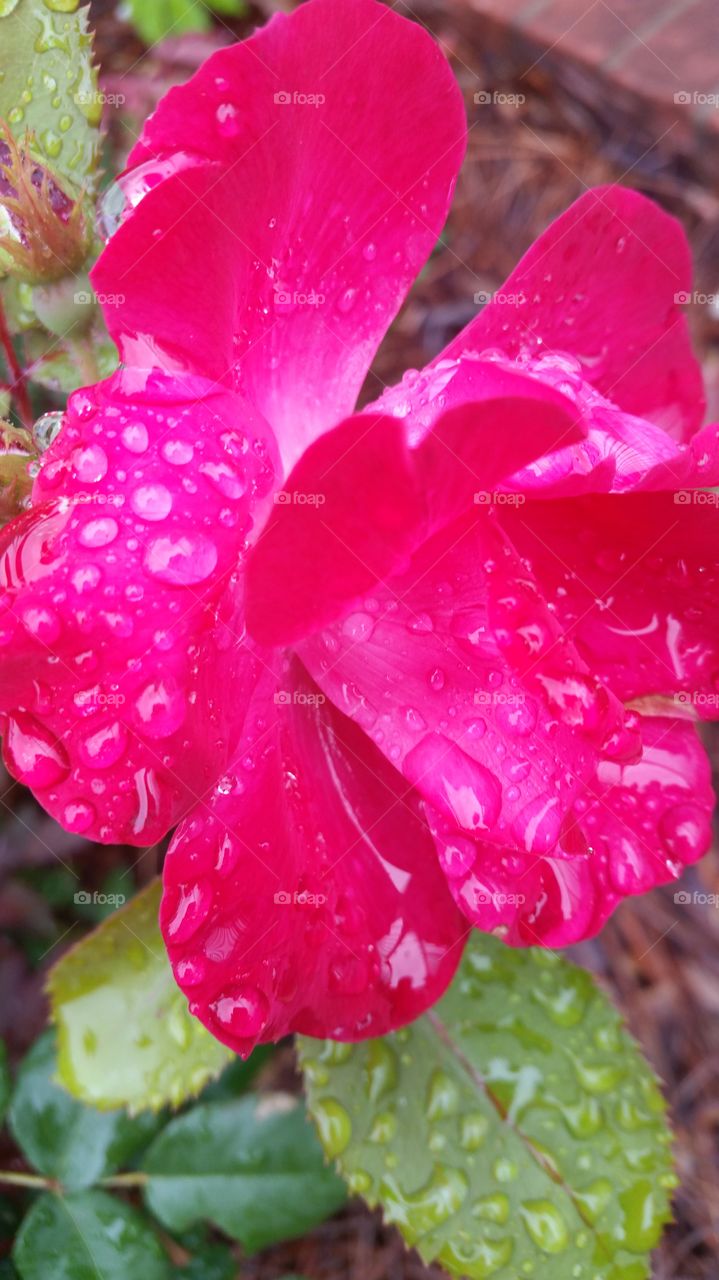 Rose rain