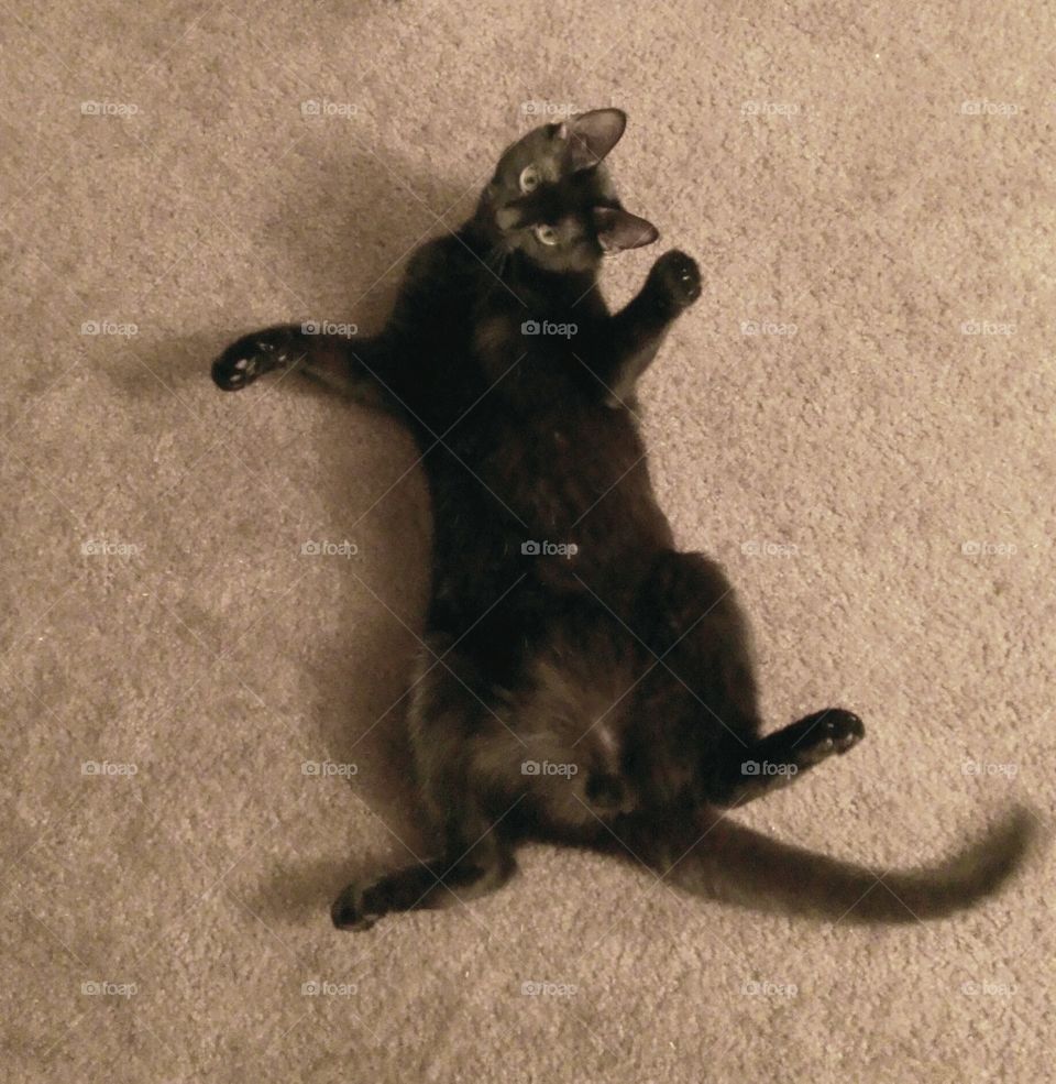 Silly Shadow Cat. My cat would forever lounge like this!