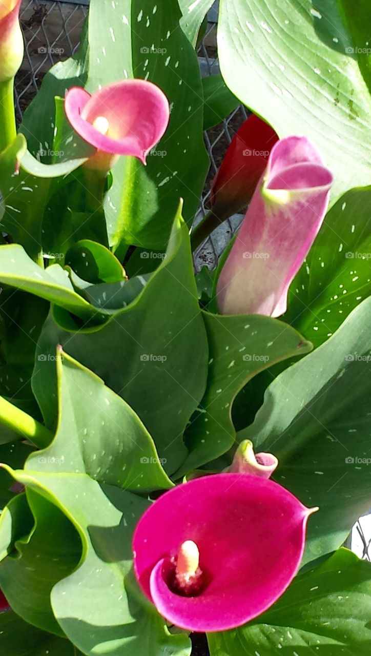 Flowers. Pink with Spotted Leaves