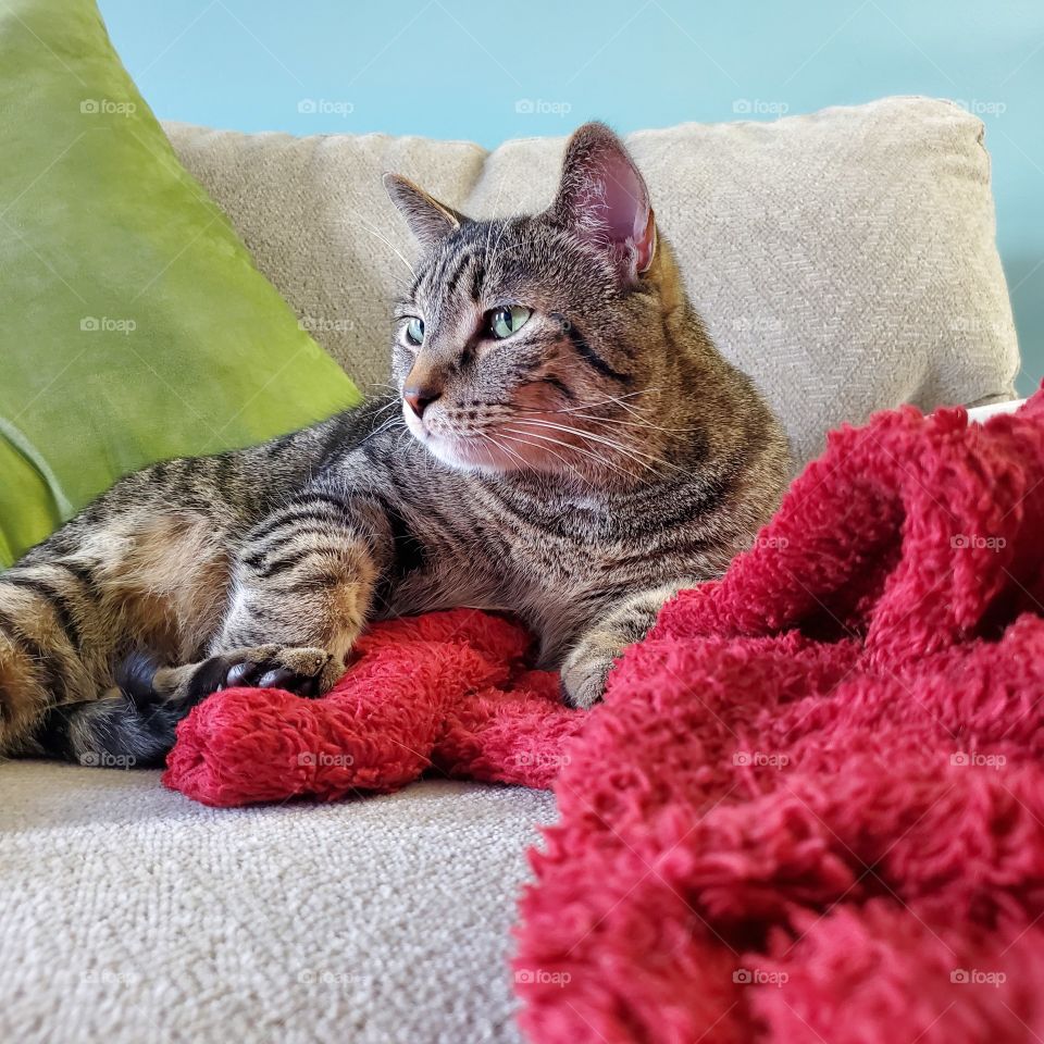 Ready Red for Deep Cat Thoughts