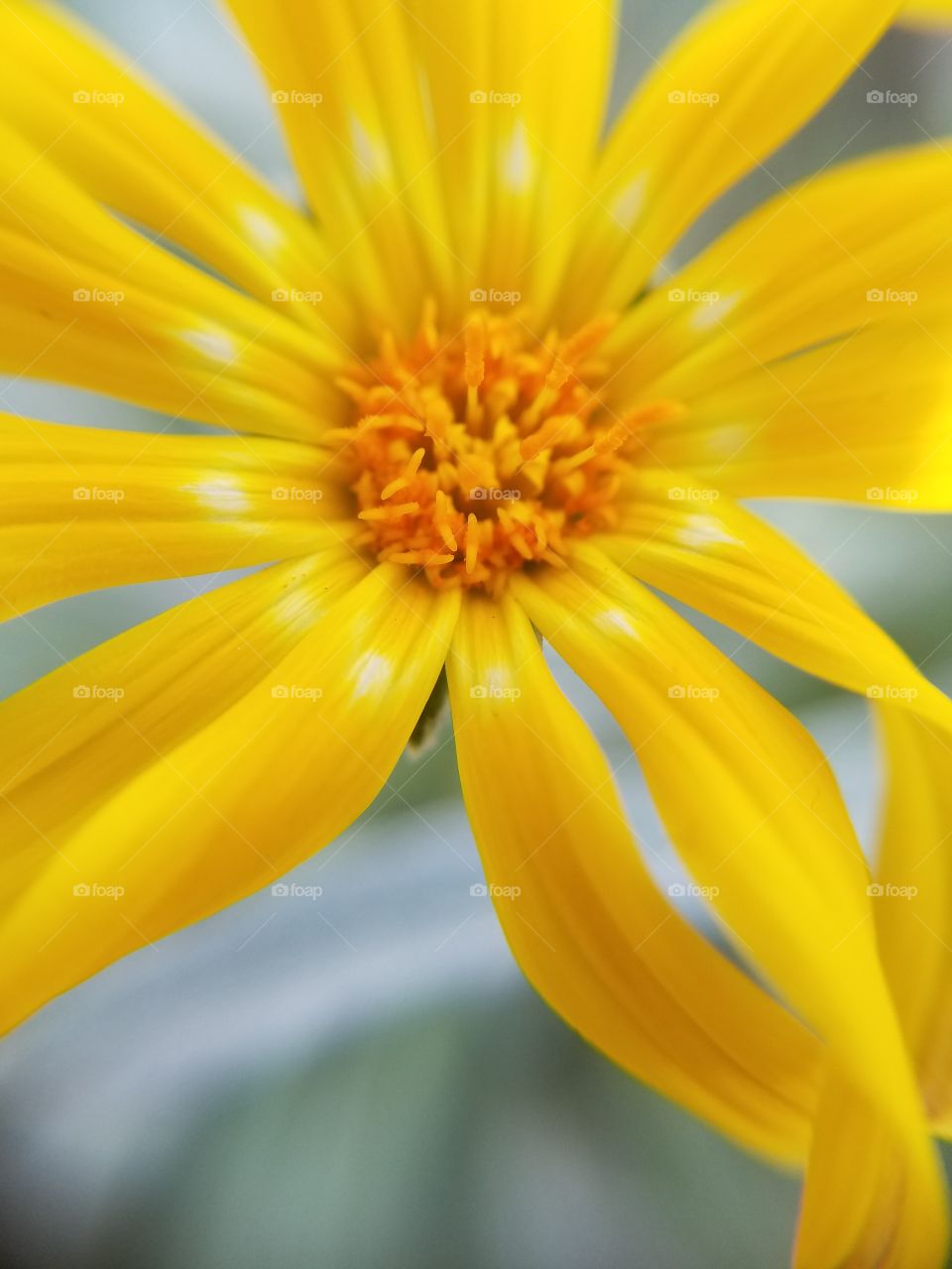 yellow flowers