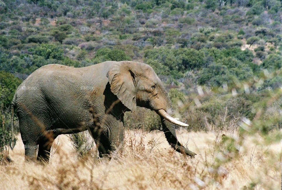 big elephant bull. Kruger Park South Africa.