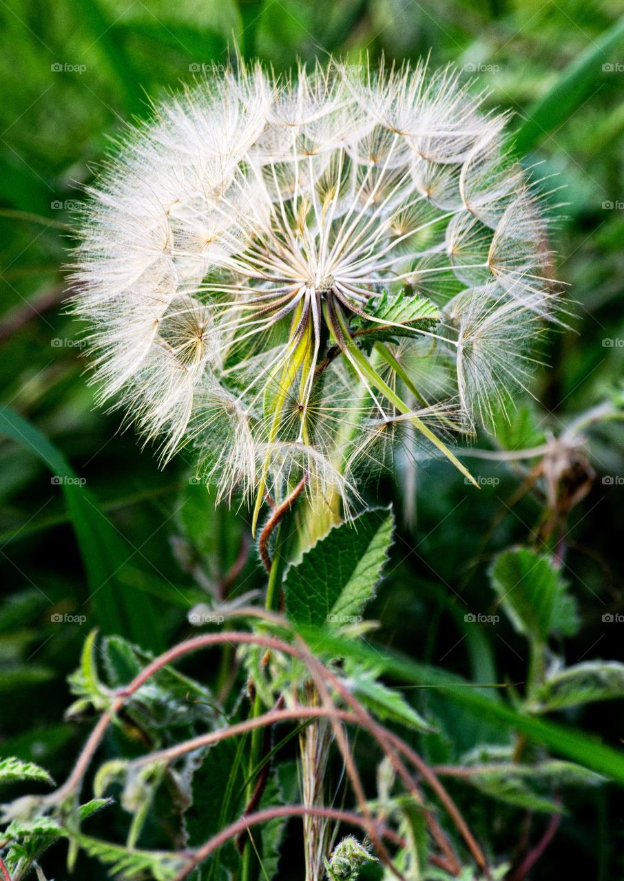 lace dried flower