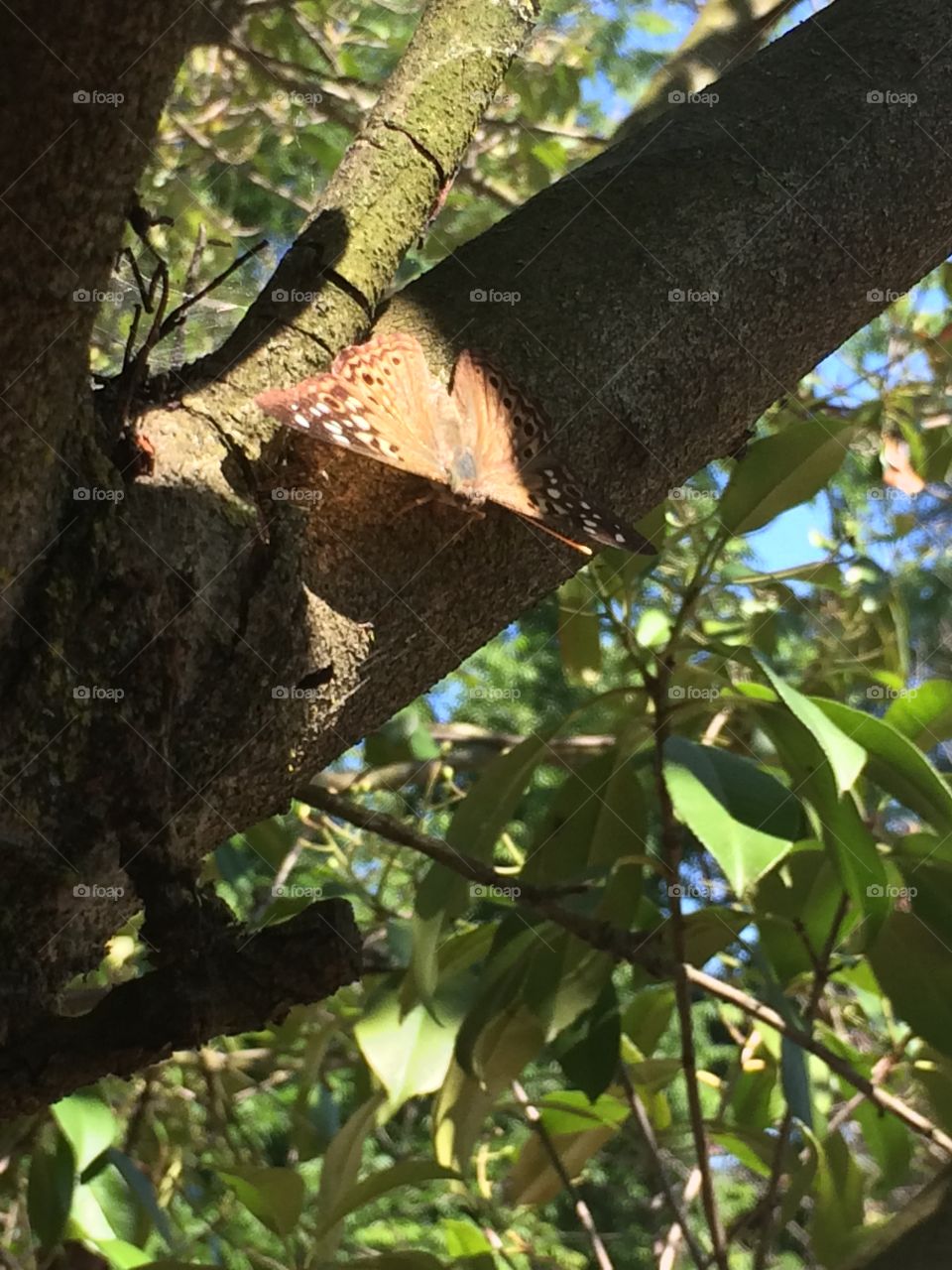 Butterfly blending in with the bark