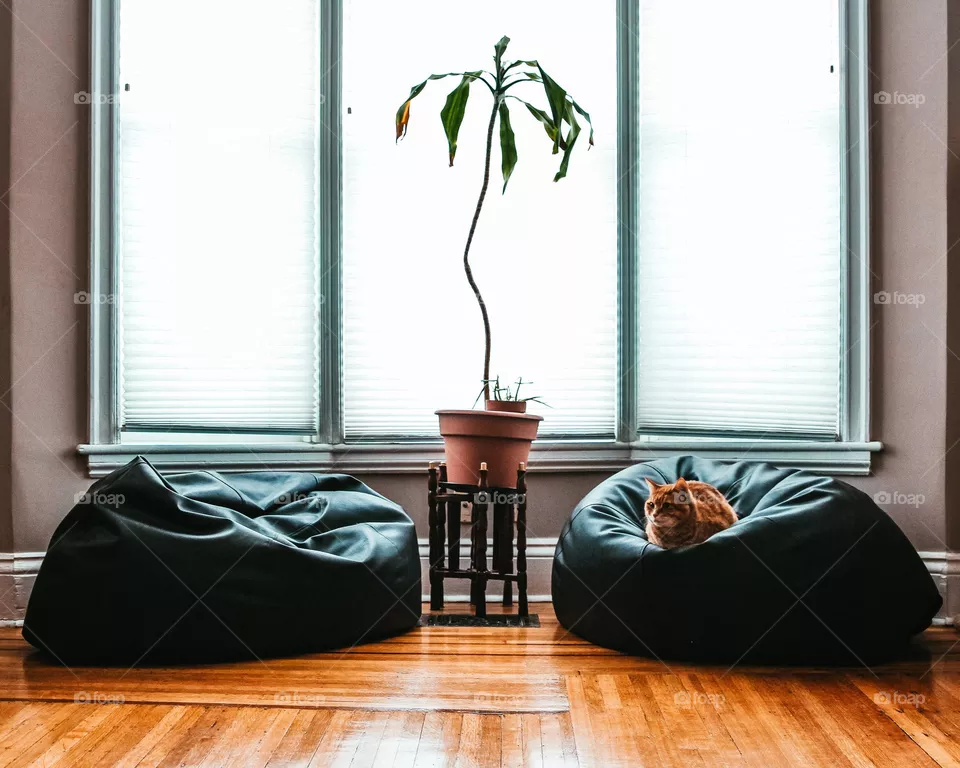 Living Room Cat