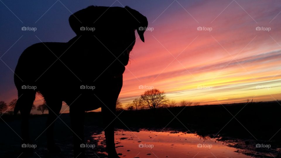 Abendspaziergang 🐾