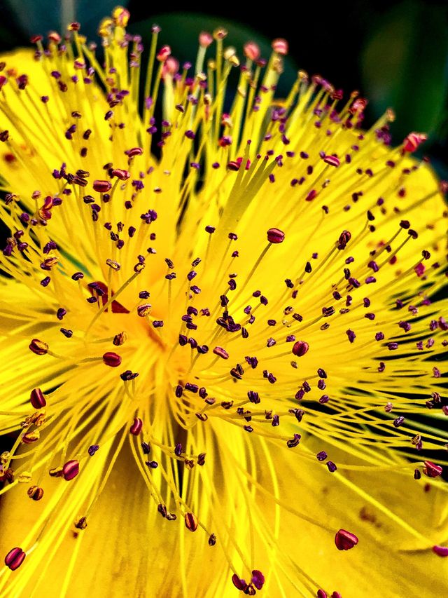 Color Explosion