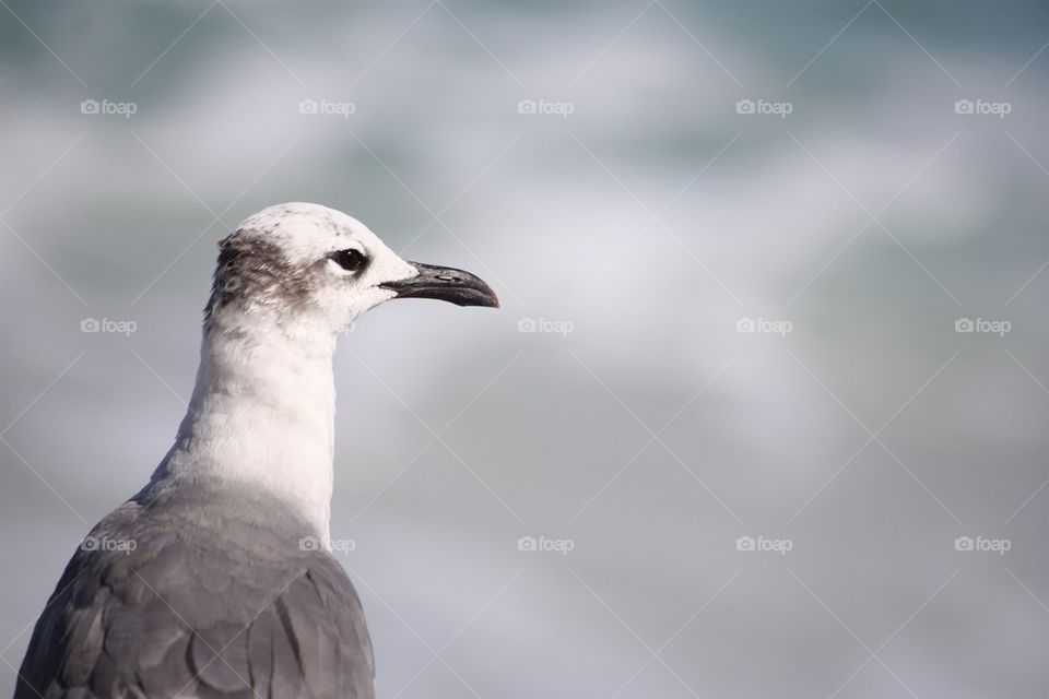 Seagull portrait