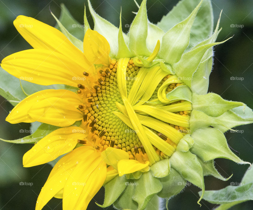Sunflower partially opened 