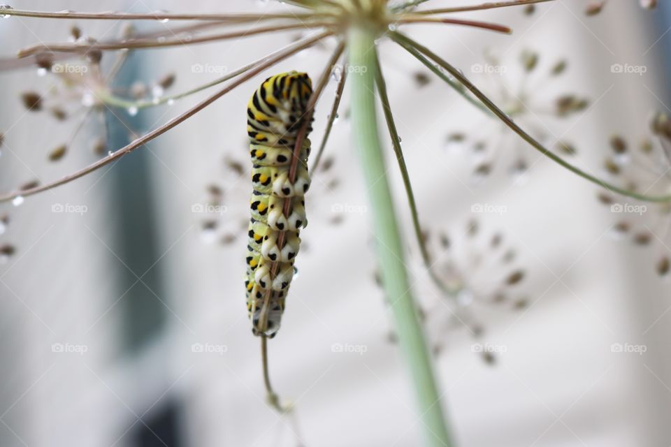 Caterpillar on dill plant 