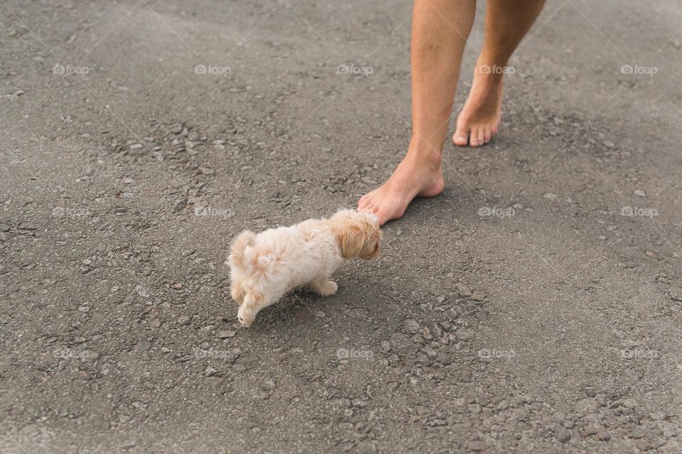 people walking dogs on the street, walking on the street, pet and his owner, best friends