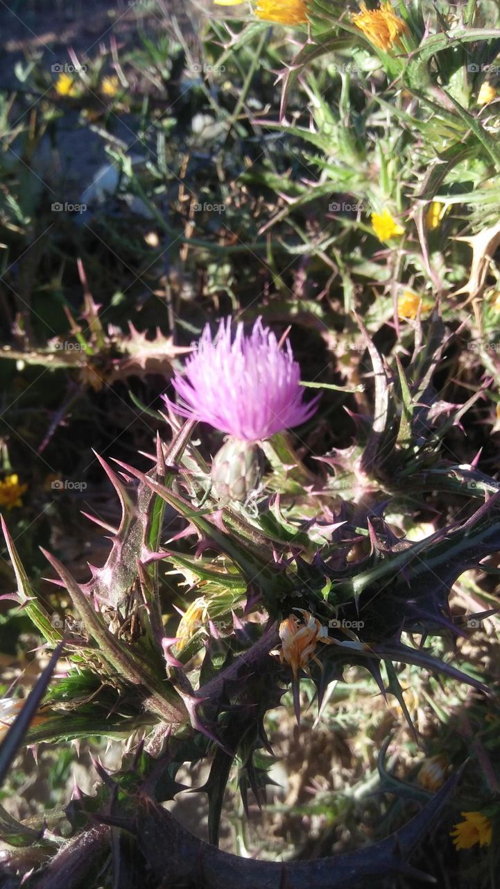 Beautiful pink flower.