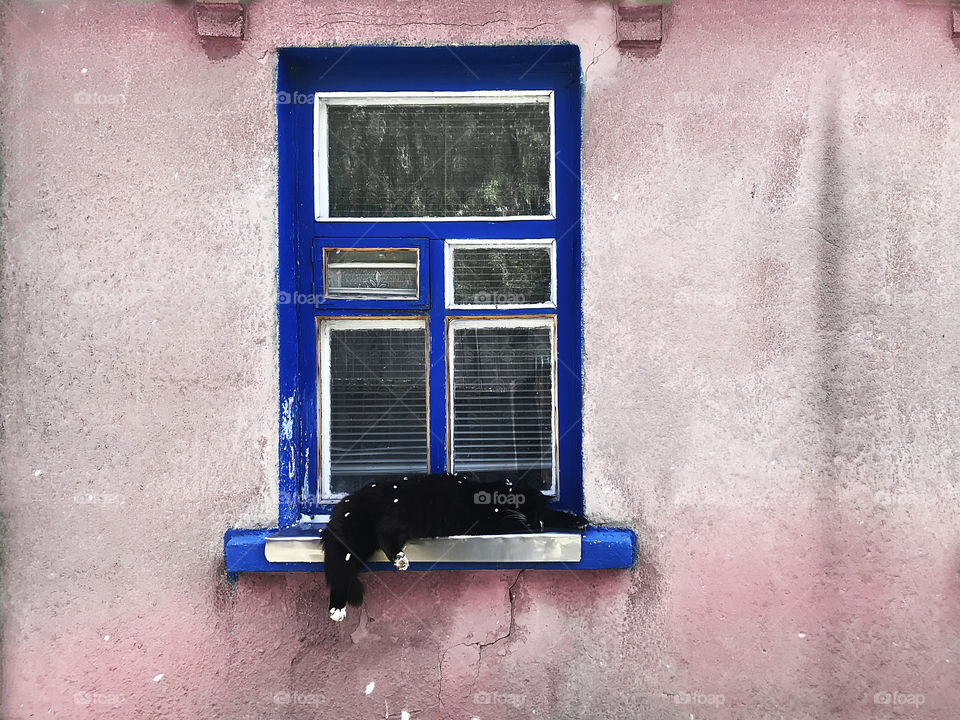 Adorable black and white cat sleeping on the rustic blue window in pink wall under the spring petal rain