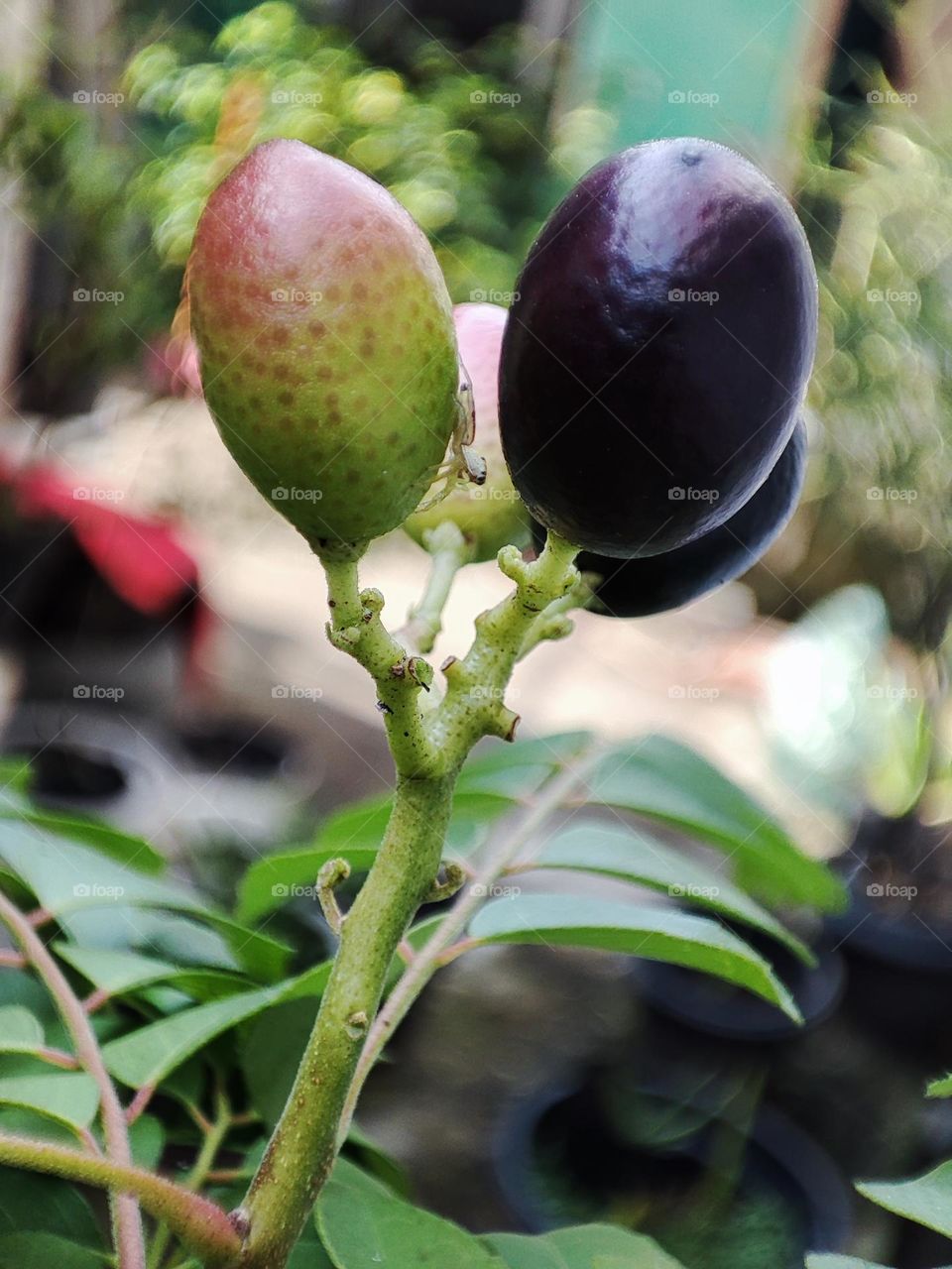 The seed of curry leaf