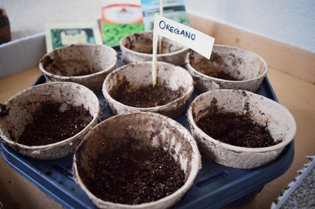 urban farming 