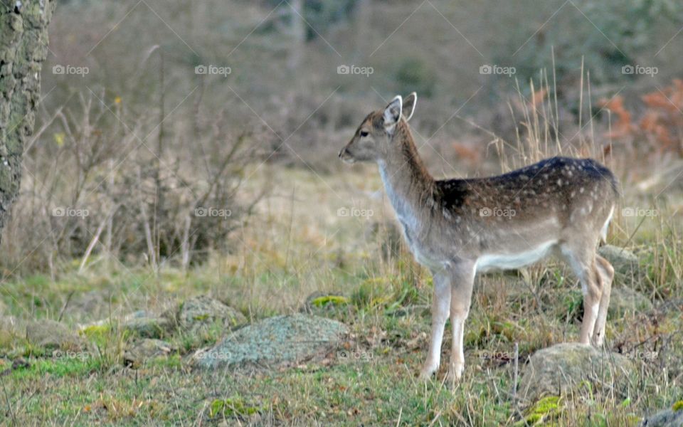 Spotted deer in forest, Sweden