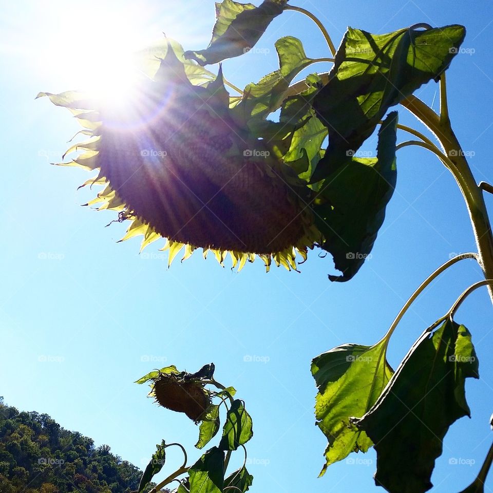 Autumn Sunflowers