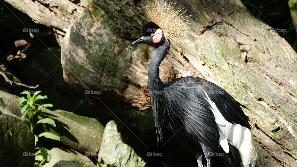 A black crowned crane.