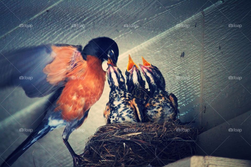 Baby Robin lunchtime