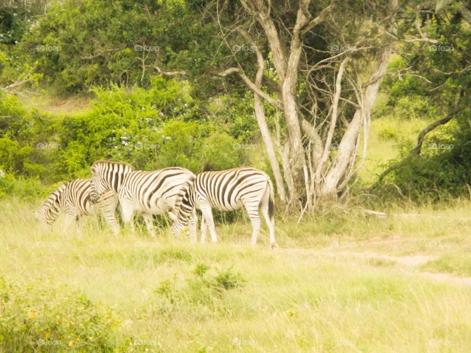 grass africa sibuya game reserve south africa by The_Picture_man