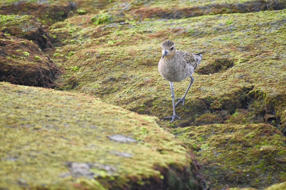 Bird on the lava rocks