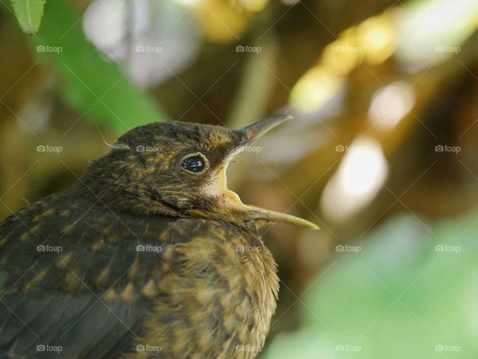 Hungry blackbird fledgling