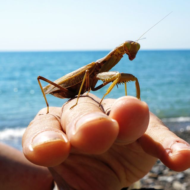 mantis