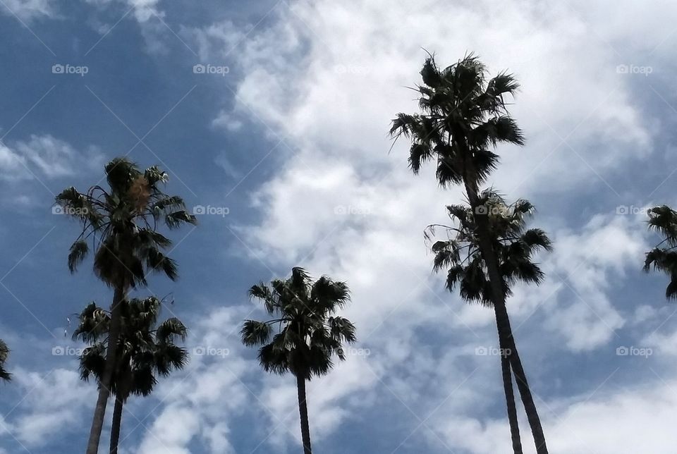Palm Trees on a Cloudy Day