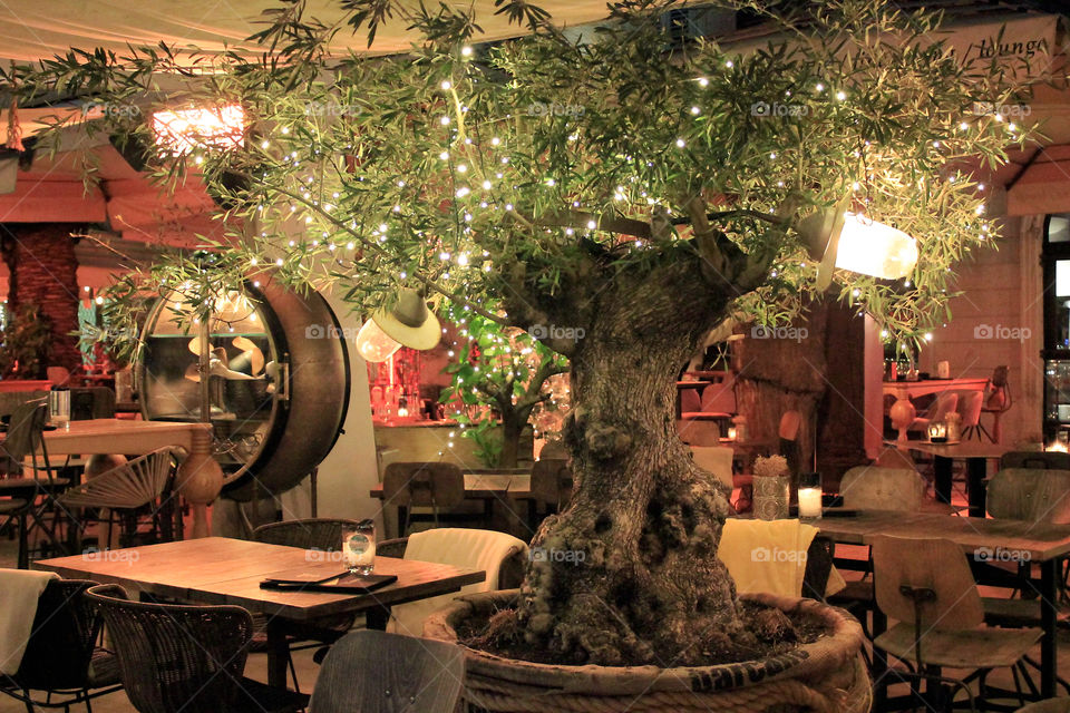 Olive tree as Christmas tree in a restaurant