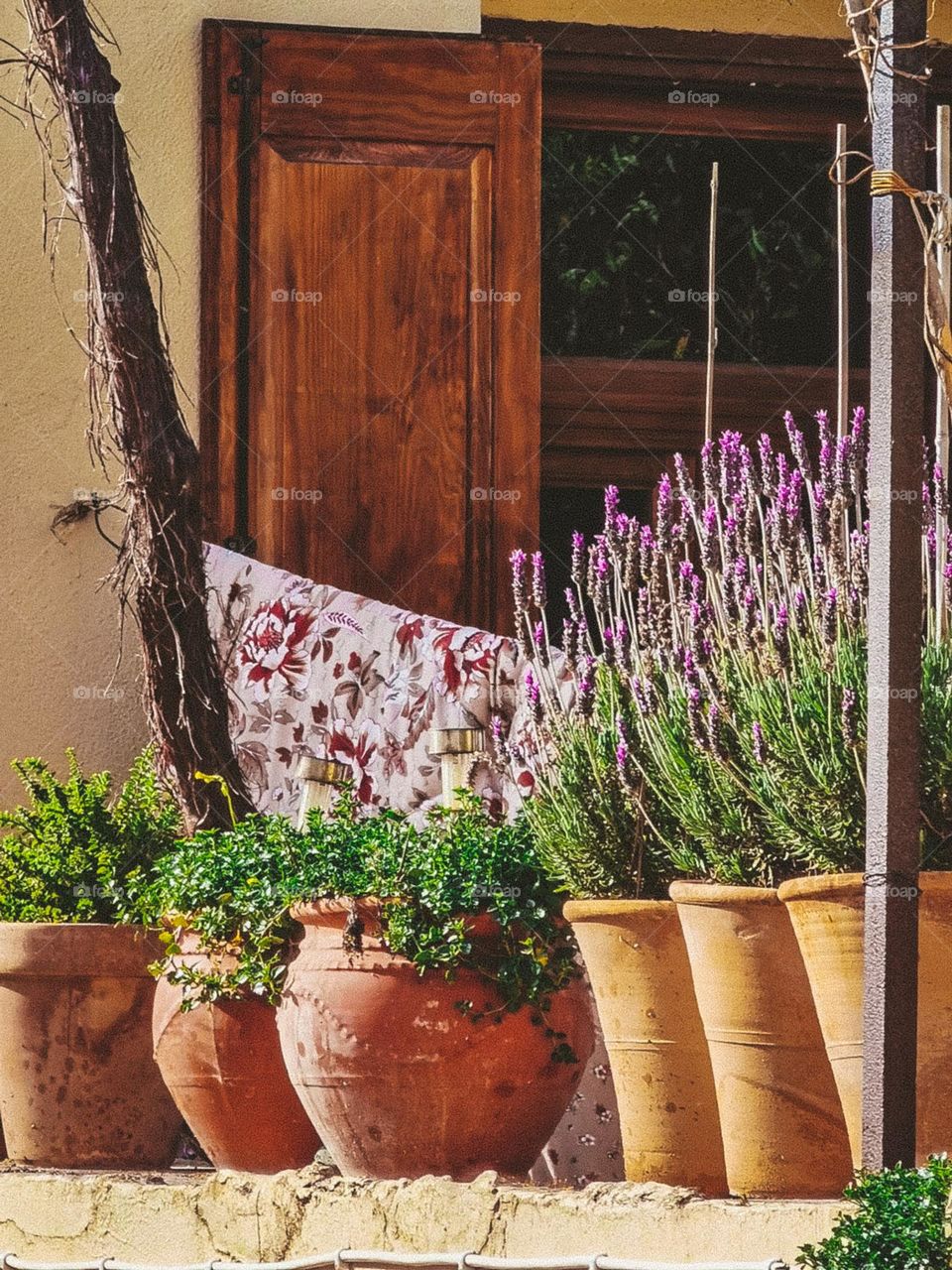 Clay pots with plants and flowers next to the window