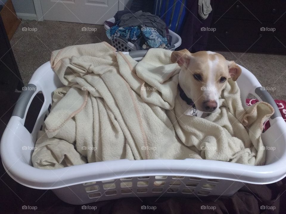 small dog sleeping in a laundry hamper