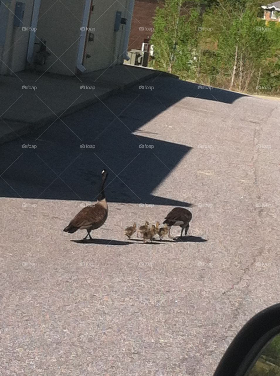 got their ducks in a row