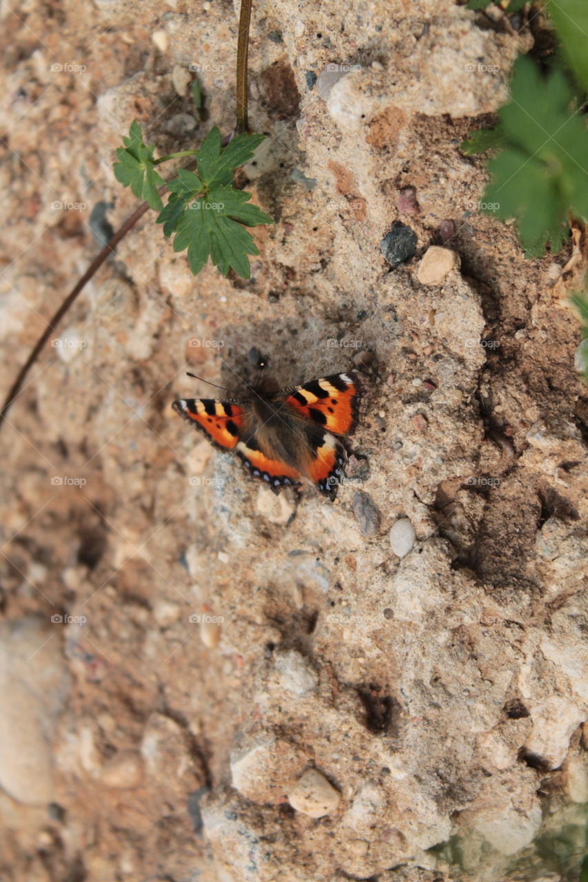 This is my favorite subject of photography)) insects and plants. Therefore, I do not like winter, in winter they sleep together ((