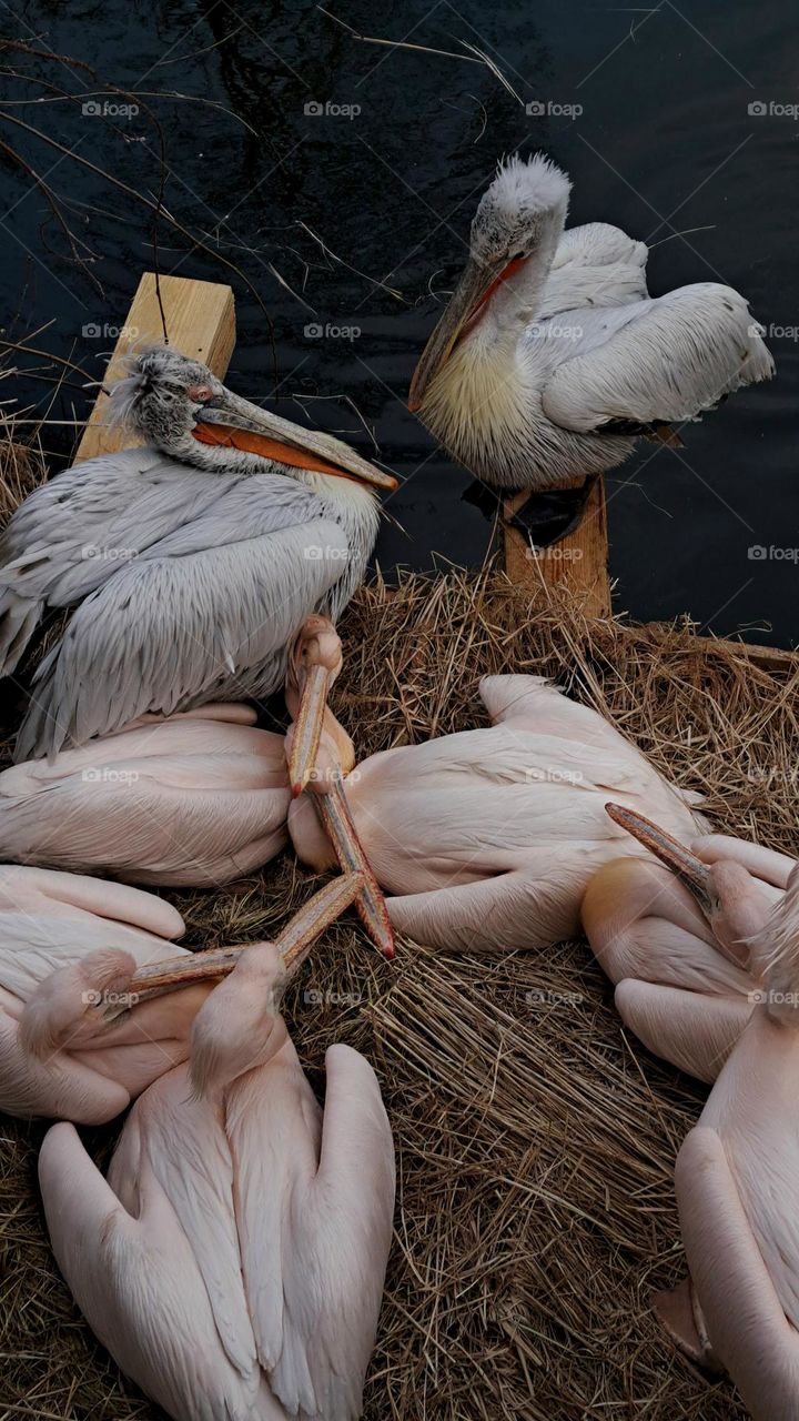 A flock of pink and grey pelicans