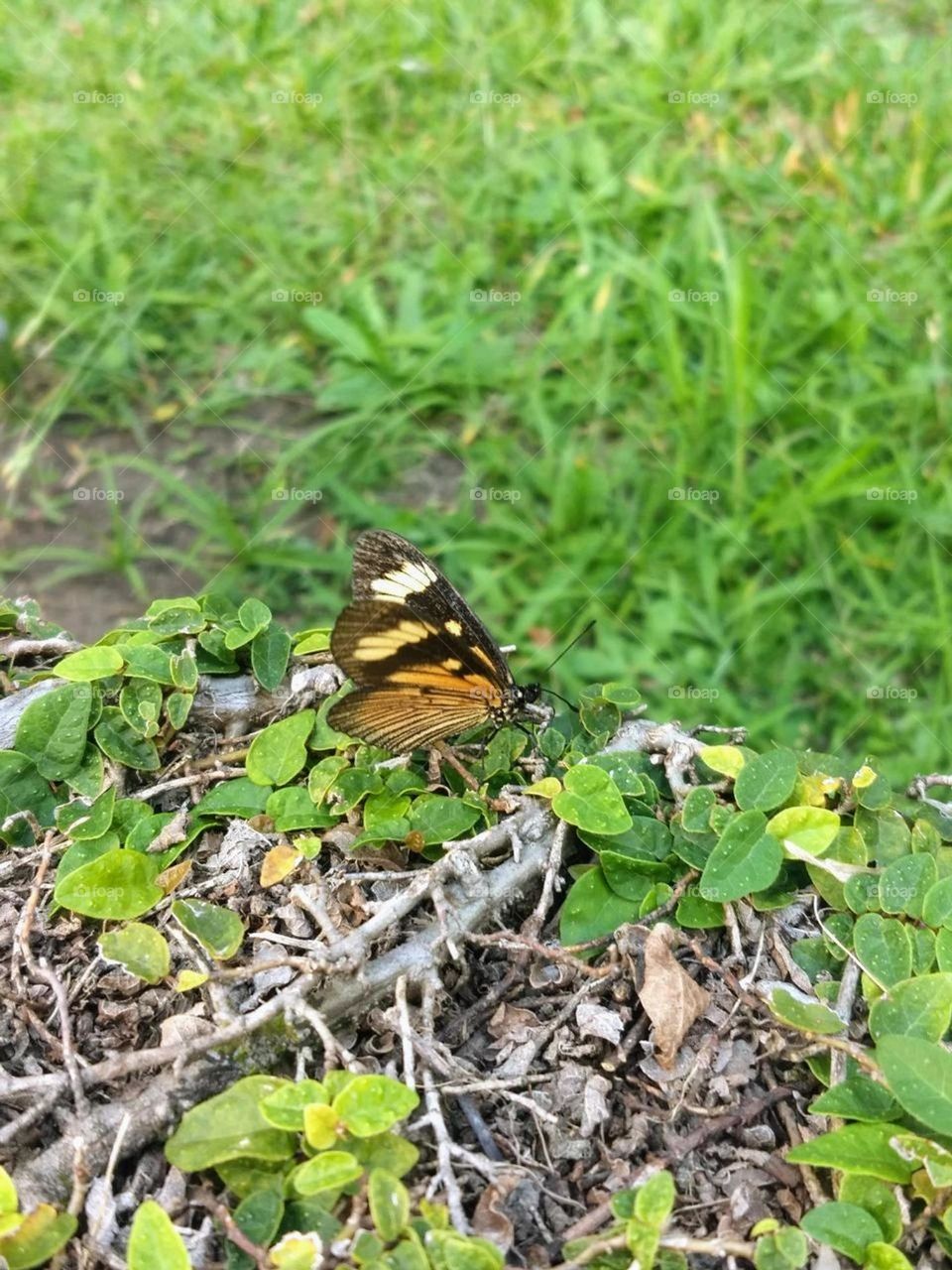 butterfly and grass
